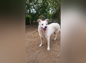 Tapfere Ulya ❤️ in 49143 Bissendorf sucht ihr Zuhause