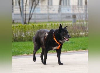 Ikar ❤️ ein ruhiger Gentleman mit großem Herz sucht sein Zuhause
