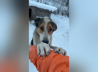 Freundlicher Rüde Cap ❤️ aus dem Tierschutz sucht sein Glück