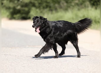 Wundervoller Tierschutzrüde Black Jack ❤️ aus Russland sucht liebevolles Zuhause