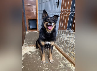 Gelassener Baikal ❤️ sucht eine Familie fürs Leben