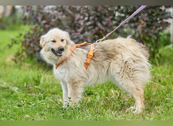 Gita ❤️ freundliche junge Hündin sucht ihre Herzensmenschen