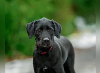 Palfy ❤️ junge, sportliche Hündin mit ganz viel Charme und Persönlichkeit sucht ihre Menschen