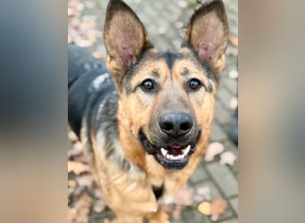 Fröhlicher, sensibler Rüde Berg ❤️ sucht sein Zuhause