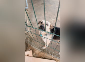 Vincent ❤️ treuer Begleiter sucht Menschen mit Herz und Verständnis