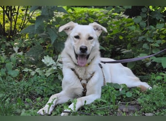 Assol ❤️ sanfte Seele sucht freundliches Zuhause