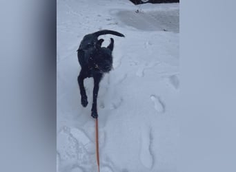 Palfy ❤️ junge, sportliche Hündin mit ganz viel Charme und Persönlichkeit sucht ihre Menschen