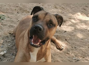 Buddy sucht ein neues Zuhause