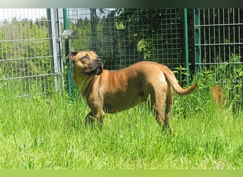 Buddy sucht ein neues Zuhause