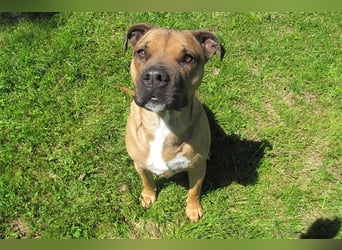 Buddy sucht ein neues Zuhause