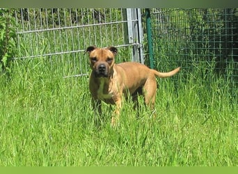 Buddy sucht ein neues Zuhause