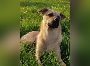 verkuschelter KUNO sucht ein Zuhause