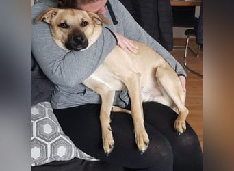 verkuschelter KUNO sucht ein Zuhause