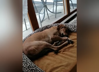 Lieber Rüde LUI sucht seine Familie ❤️