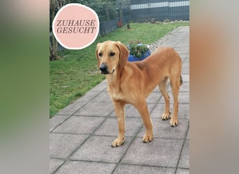 LUI sucht seine Familie ❤️