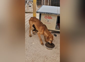 Liebevoller OY sucht PS oder Zuhause ❤️