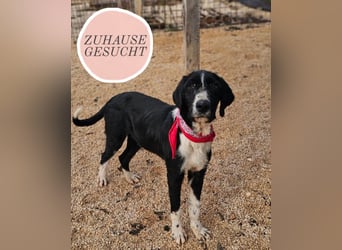 Sanfter TOM sucht seine Familie ❤️