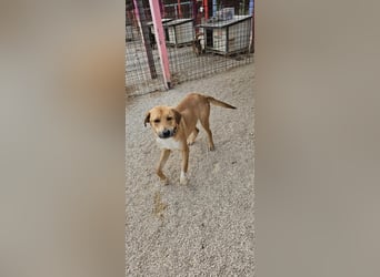 Süßfratz Roll sucht sein forever Home❤️