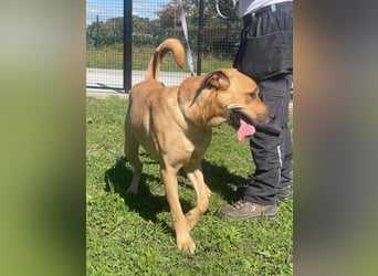 LARA sucht ihr forever Home ❤️