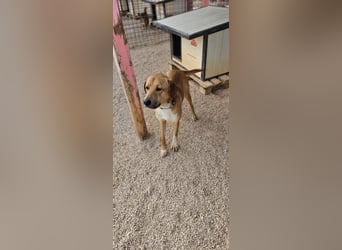 Süßfratz Roll sucht sein forever Home❤️