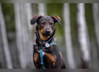 Ruhiges Zuhause für Miroscha gesucht