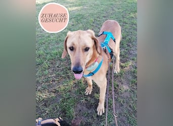 Lieber Rüde LUI sucht seine Familie ❤️