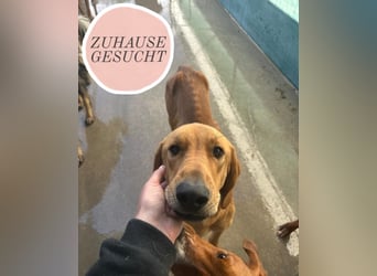 Liebevoller OY sucht PS oder Zuhause ❤️