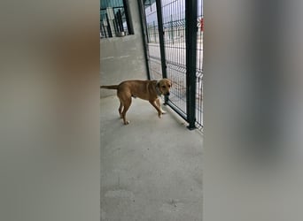 Süßfratz Roll sucht sein forever Home❤️