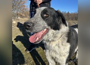 Bobi sucht ein liebevolles Zuhause❤️