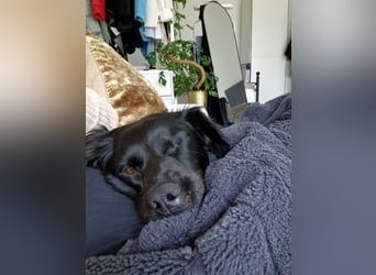 Verschmuste Eagle sucht forever Home❤️