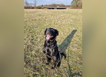 Verschmuste Eagle sucht forever Home❤️