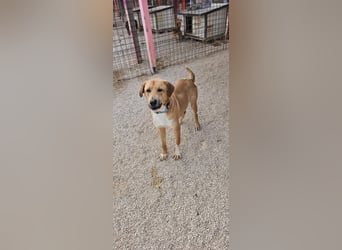 Süßfratz Roll sucht sein forever Home❤️