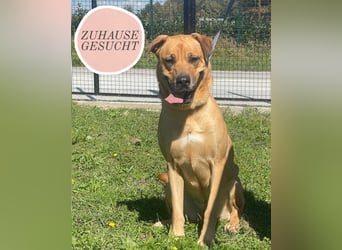 LARA sucht ihr forever Home ❤️