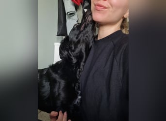 Verschmuste Eagle sucht forever Home❤️