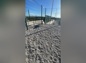 Hedda sucht ihr Zuhause ❤️