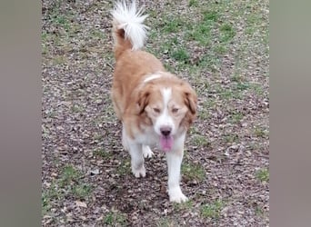 Vermittlungshilfe für Lenny ❤️