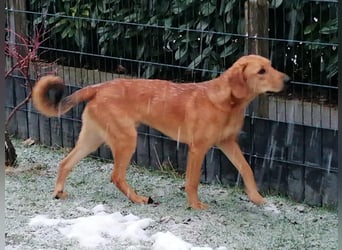 LUI sucht seine Familie ❤️