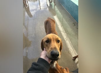 Liebevoller OY sucht PS oder Zuhause ❤️