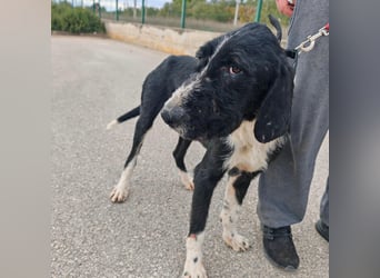 Sanfter TOM sucht seine Familie ❤️