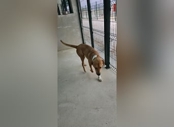 Süßfratz Roll sucht sein forever Home❤️