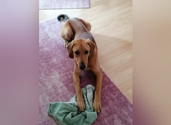 LUI sucht seine Familie ❤️