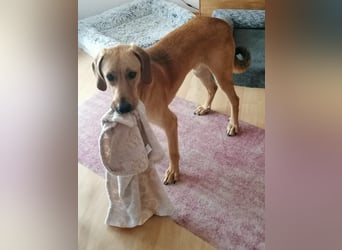 Lieber Rüde LUI sucht seine Familie ❤️