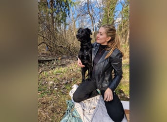 Verschmuste Eagle sucht forever Home❤️