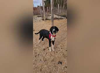 Sanfter TOM sucht seine Familie ❤️