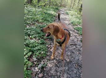 Lieber Rüde LUI sucht seine Familie ❤️