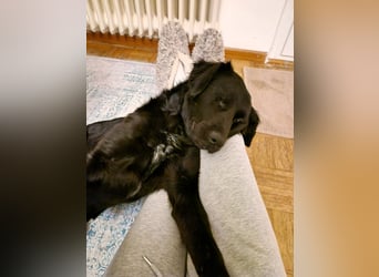 Verschmuste Eagle sucht forever Home❤️