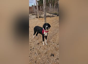 Sanfter TOM sucht seine Familie ❤️