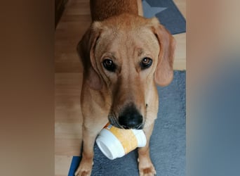 Lieber Rüde LUI sucht seine Familie ❤️