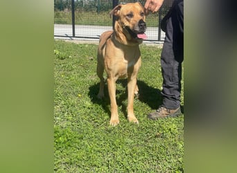 LARA sucht ihr forever Home ❤️