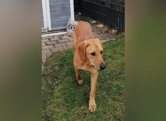 LUI sucht seine Familie ❤️